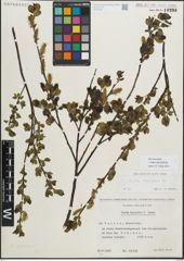 Foto von Salix myrsinifolia Salisb.